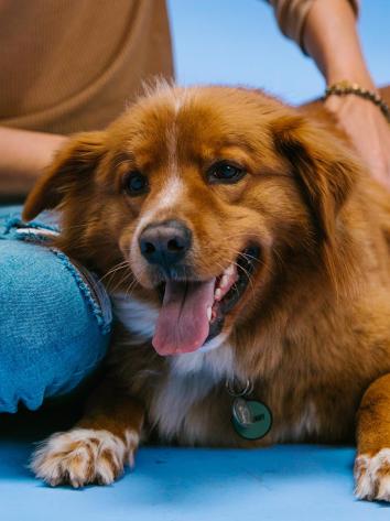 hond wordt geaaid door baasje