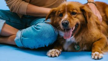 hond wordt geaaid door baasje