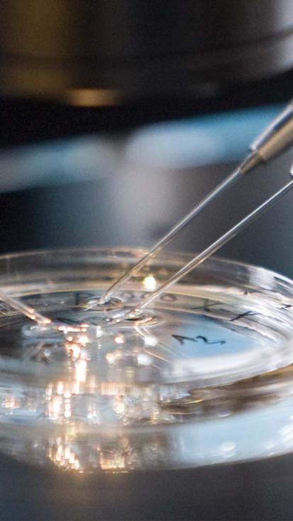 Een onderzoeker onderzoekt onder een microscoop embryo's in een schaaltje