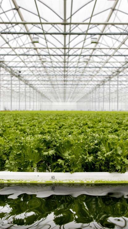 groentekas in Nederland