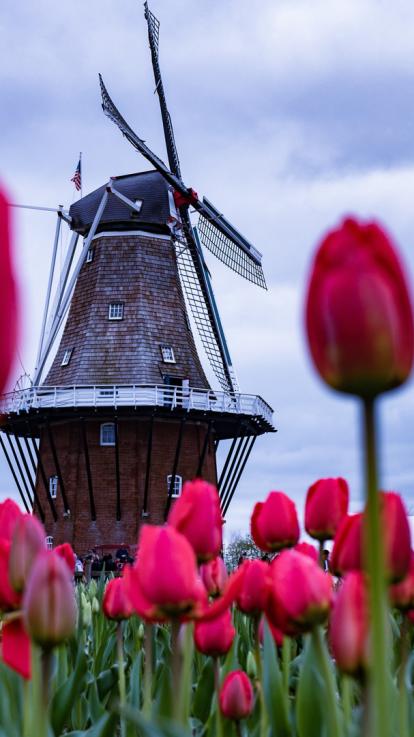 1 Nederlandse gewoontes