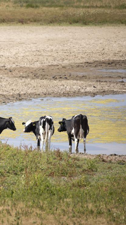 in droge periodes snakken koeien naar water