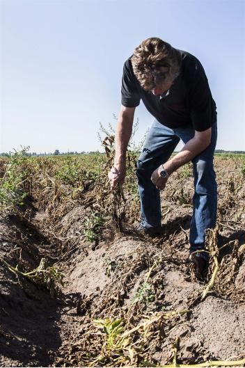 boer heeft mislukte oogst door droogte