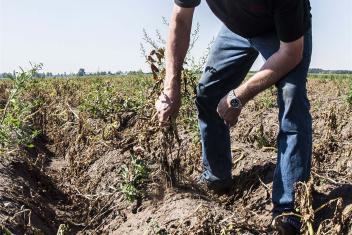 boer heeft mislukte oogst door droogte