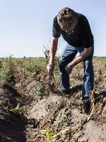 boer heeft mislukte oogst door droogte