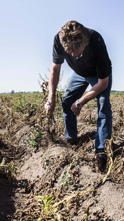 boer heeft mislukte oogst door droogte