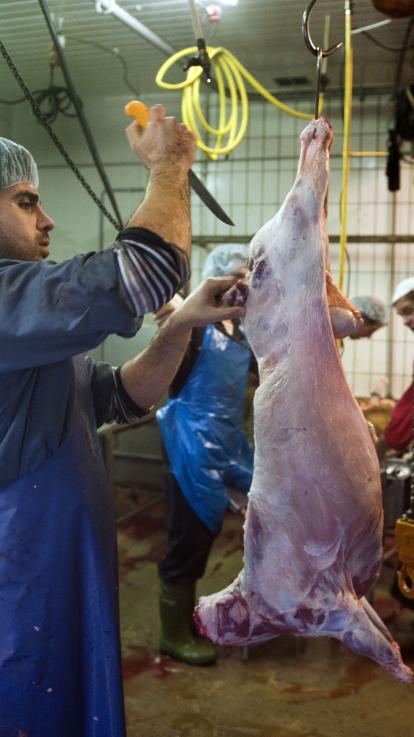 Offerfeest , Ritueel slachten , Islamitische feesten, Onbedwelmed slachten, Eid al-Adha 