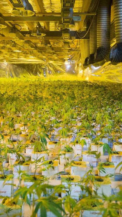 2_hasj_en_wiet_komen_van_cannabisplant