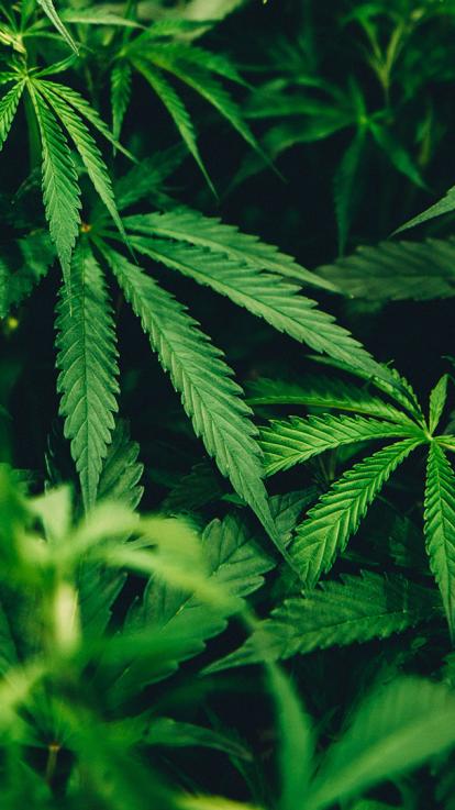 4_THC_en_CBD_percentages_hasj_en_wiet