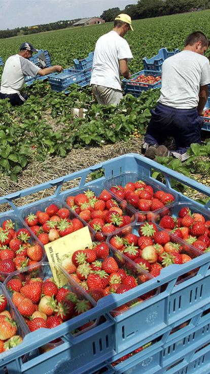 15_moderneslavernij_aardbeien