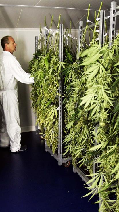 medicinale cannabis kwekerij