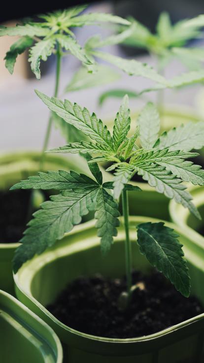 cannabis thuis zelf kweken