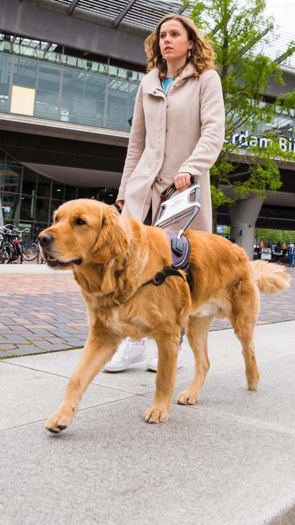 blindengeleidehond