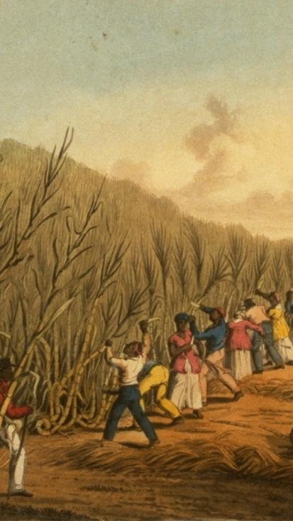 tot slaafgemaakte mensen werken in de brandende zon op suikerplantage