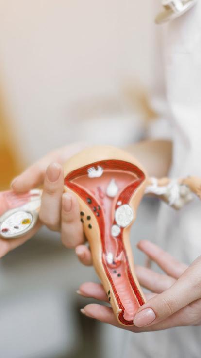 een model van de baarmoeder