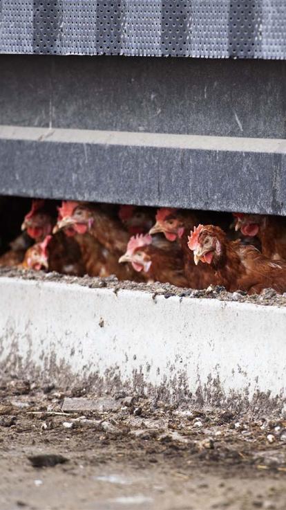 kippen in de stal