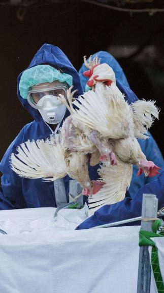 een ruiming vanwege vogelgriep