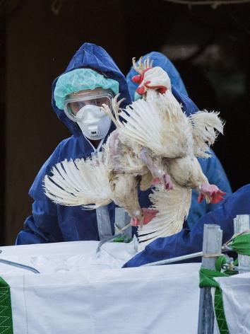 een ruiming vanwege vogelgriep