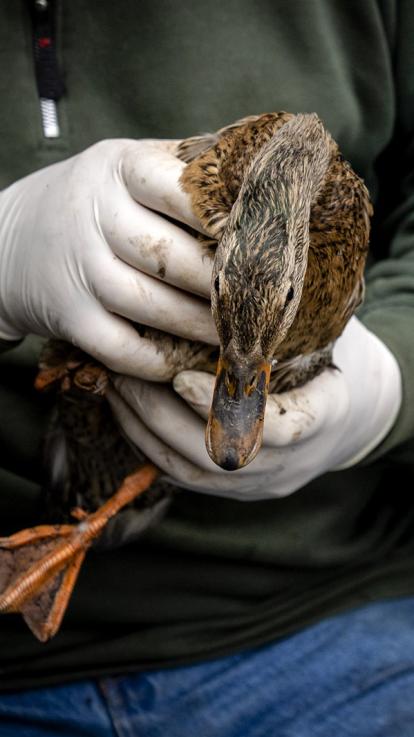 een eend wordt onderzocht op vogelgriep