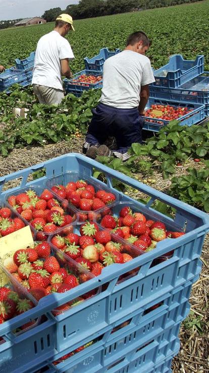 arbeidsmigrant aan het werk op het land