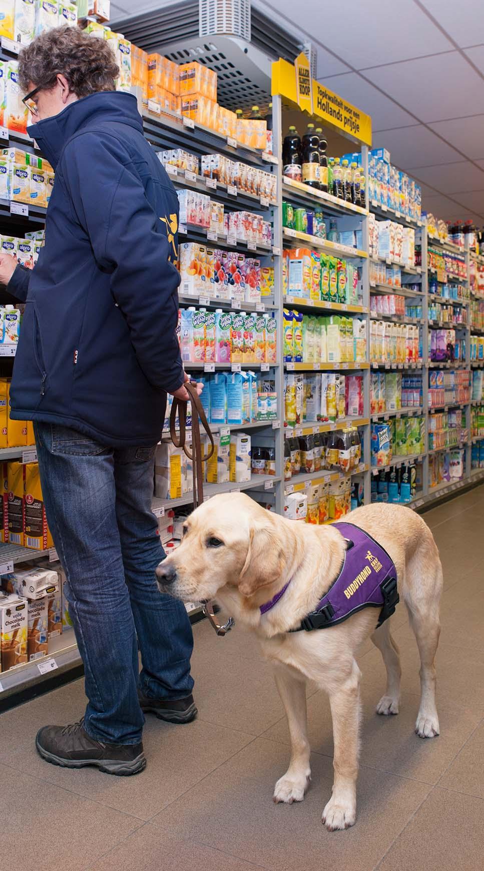 Hulphond labrador retriever