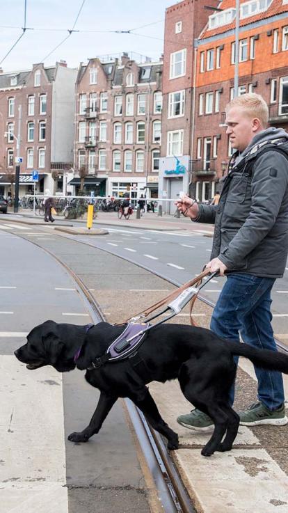 blindengeleidehond steekt zebrapad over met z'n baasje