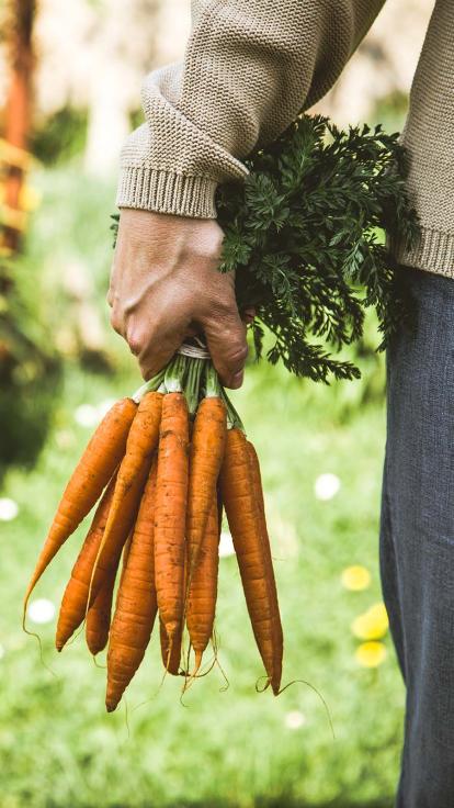 iemand houdt wortels vast