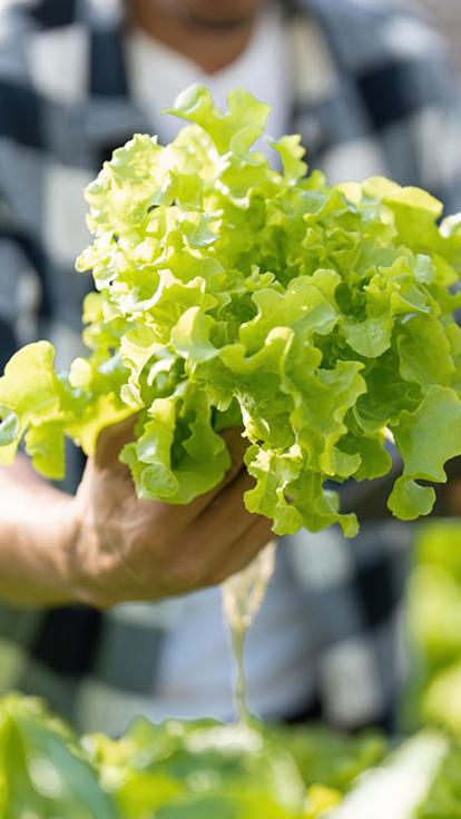 iemand houdt een krop sla vast