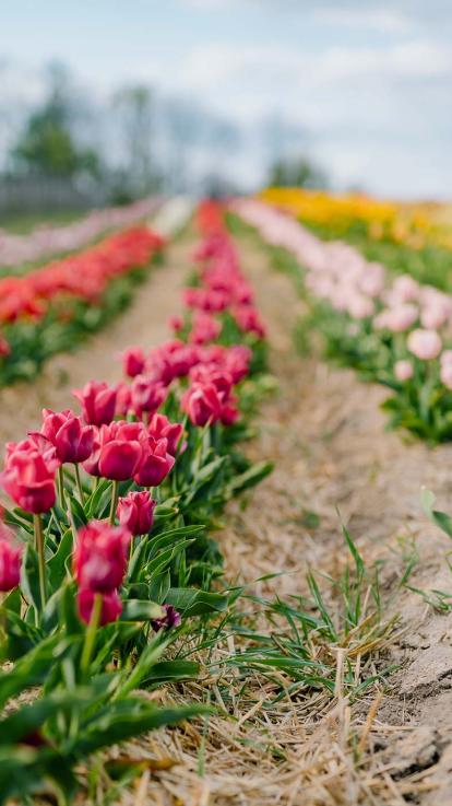 een tulpenveld in Nederland