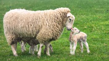 een schaap met haar pasgeboren lammetje in een weiland