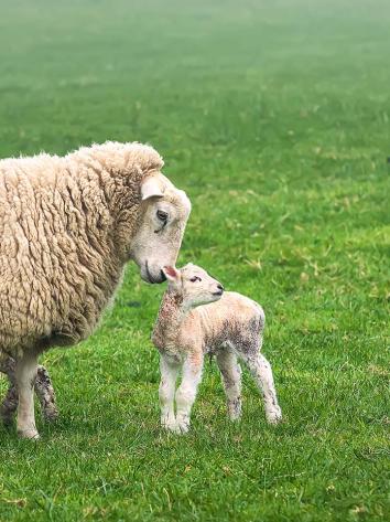 een schaap met haar pasgeboren lammetje in een weiland