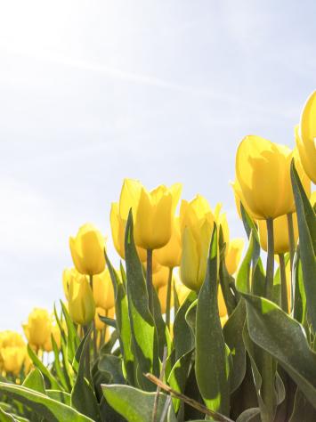 lentequiz tulpen schoon
