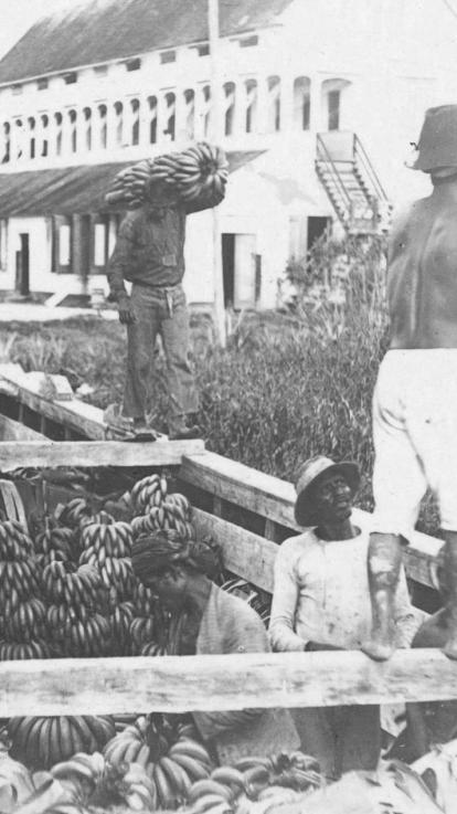 contractarbeiders bezig met oogst bananen