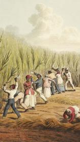 tot slaaf gemaakten op een suikerrietplantage