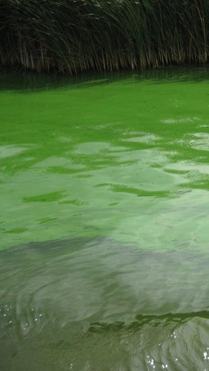 een drijflaag van blauwalgen in een kanaal in Alkmaar