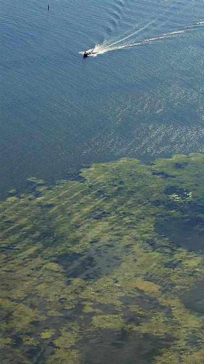 blauwalgen in het Veluwemeer