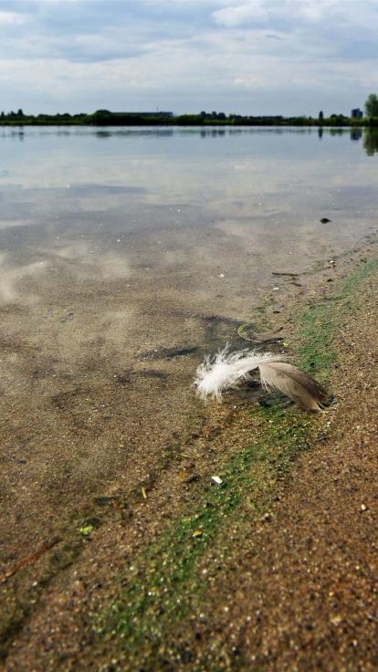 blauwalg bij een plas in Nederland