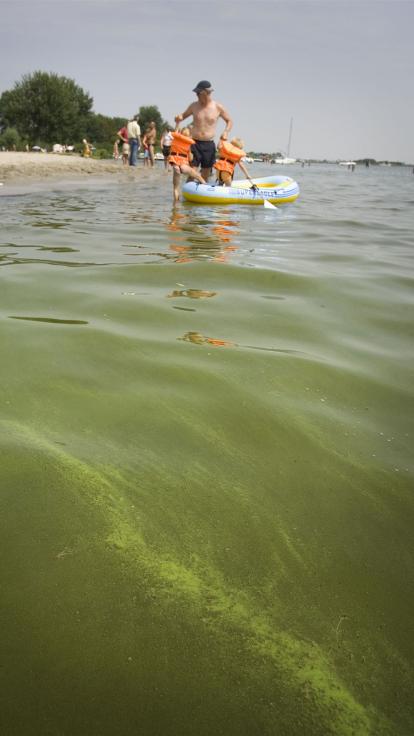 blauwalg bij een zwemplaats