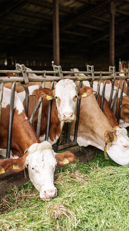 Een aantal koeien zie je achter de tralies staan op een boederij, gras grazend.