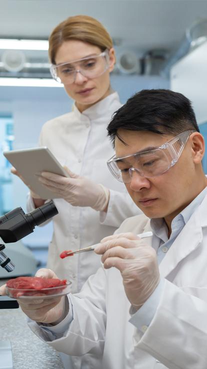 Een stukje kweekvlees in een lab krijgt voeding, het ligt in een petrischaaltje. 