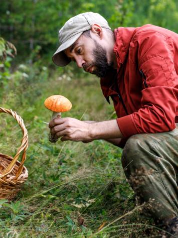 Man bekijkt geplukt paddenstoel in het bos 