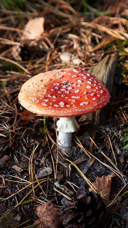 Paddenstoel_8_schimmeldraden
