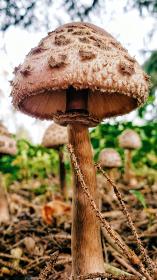 Paddenstoel_openingsafbeelding