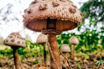 Paddenstoel_openingsafbeelding