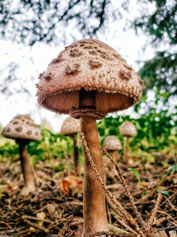 Paddenstoel_openingsafbeelding