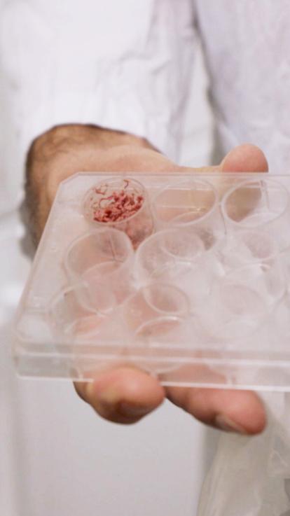 Petrischaaltje met kweekvlees erin!