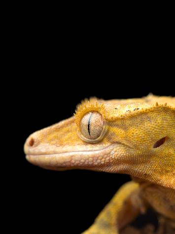 gekko