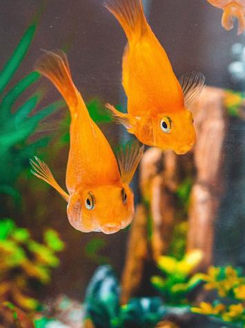 goudvissen in een aquarium