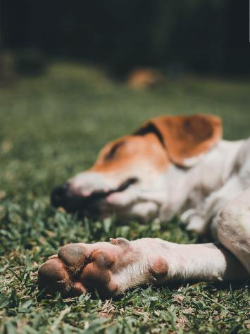 een hond ligt te slapen