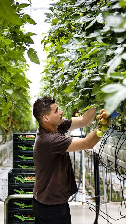 iemand werkt in de kassen